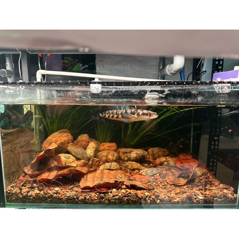 Combo lá khô setup bể biotop - Trải bể cá giảm stress cho cá hiệu quả